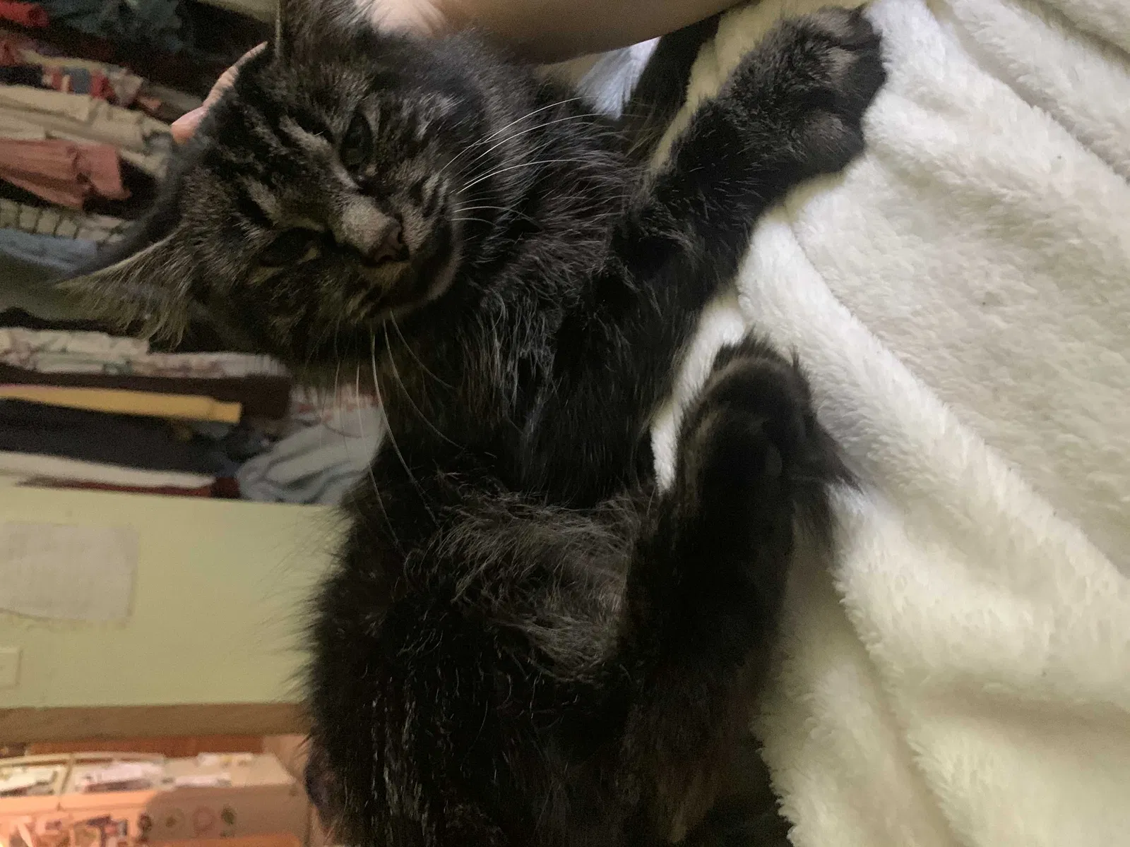 Lost cat in Hales Corners, WI, 53130