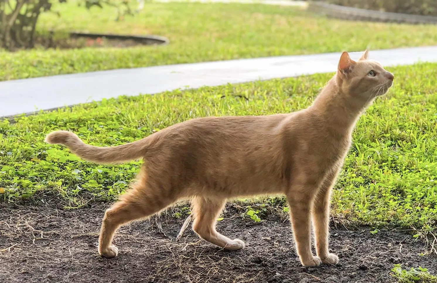 Lost cat in Port Saint Lucie, FL, 34952