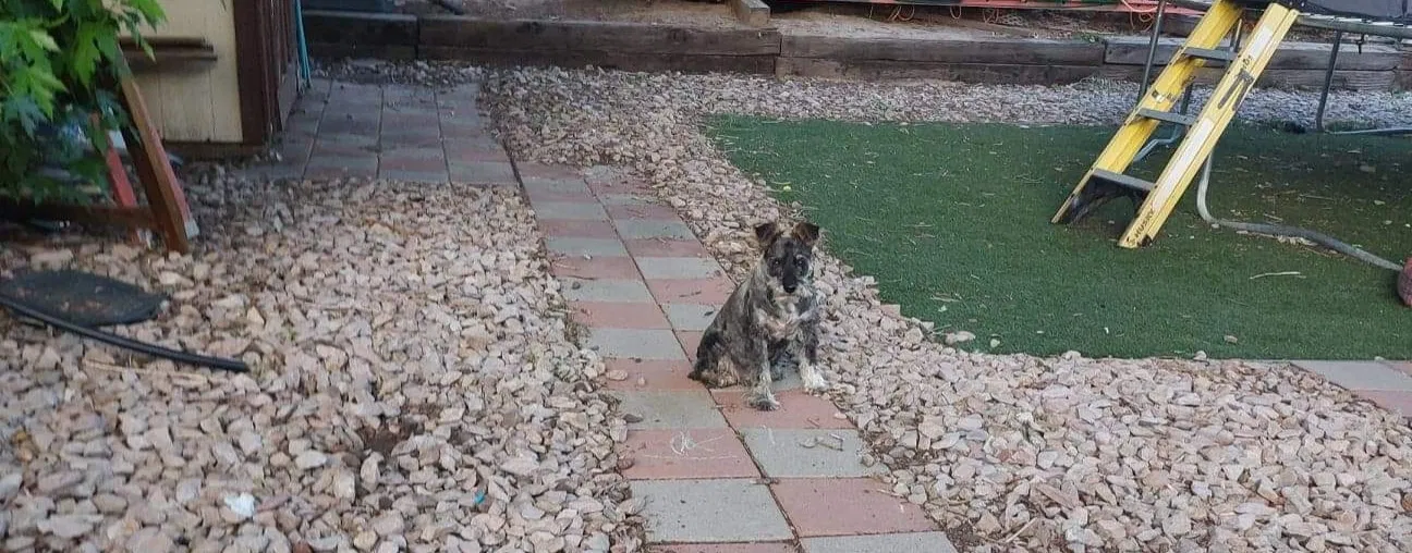 Lost dog in Denver, CO, 80239