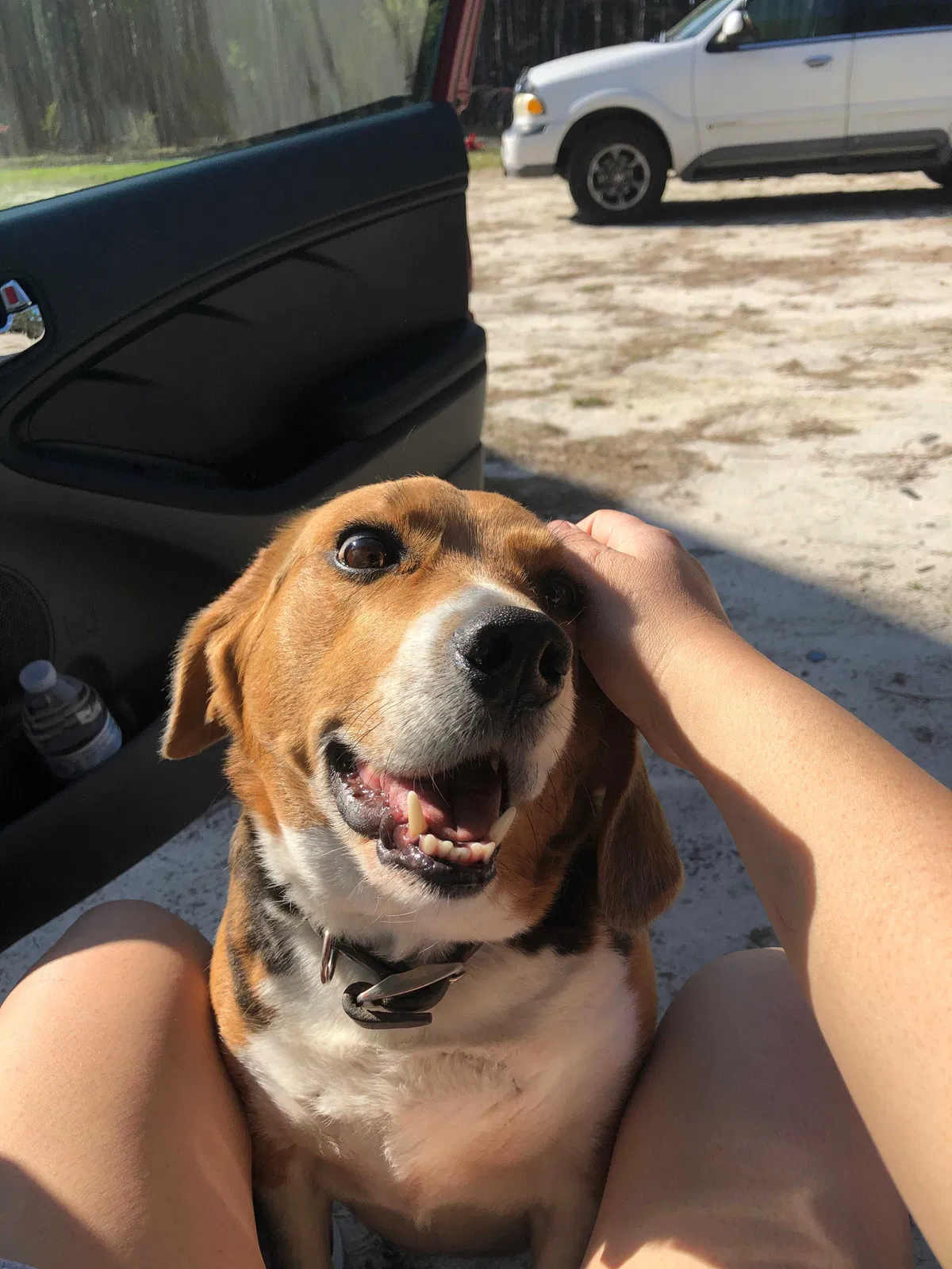 Lost dog in Raeford, NC, 28376