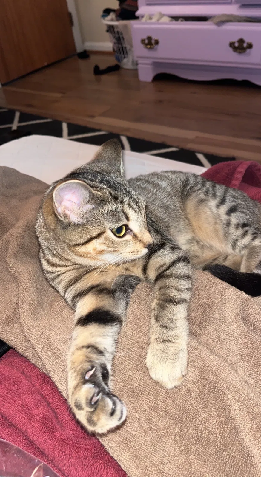 Lost cat in Virginia Beach, VA, 23452