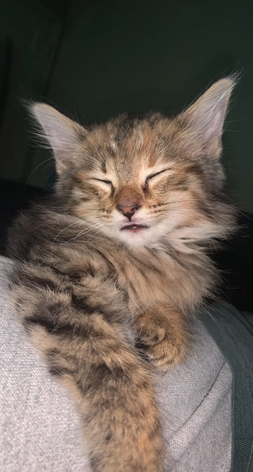 Lost cat in Oklahoma City, OK, 73120
