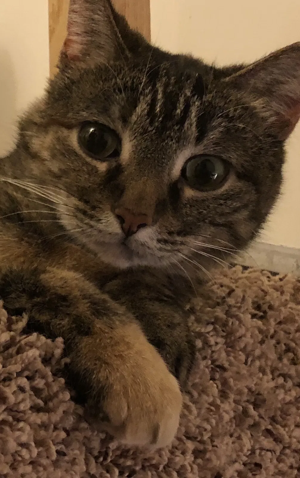 Lost cat in Whitehall, MI, 49461