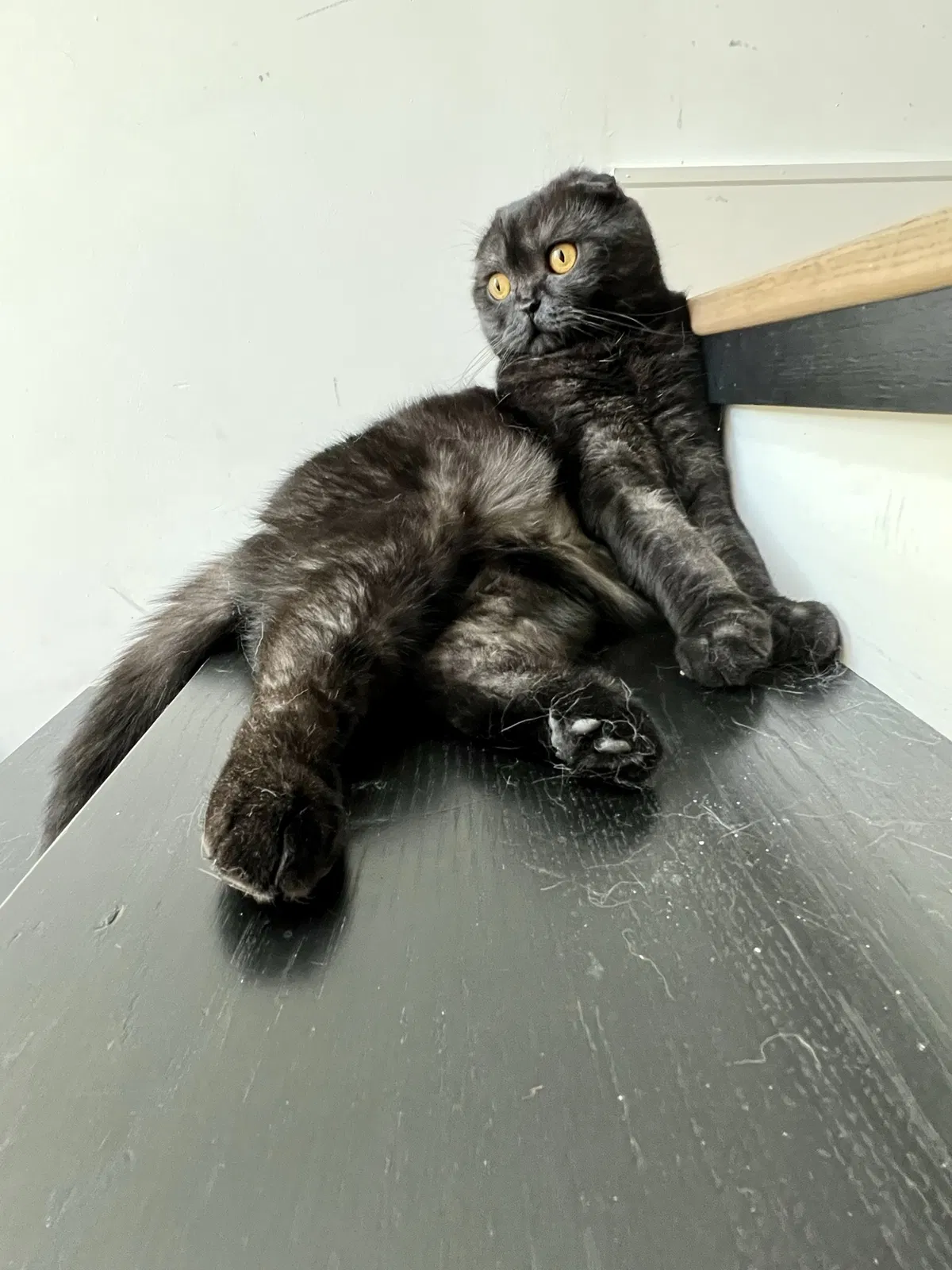 Lost cat in Los Angeles, CA, 90046
