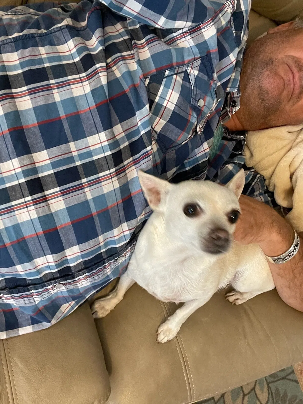 Lost dog in Phoenix, AZ, 85053