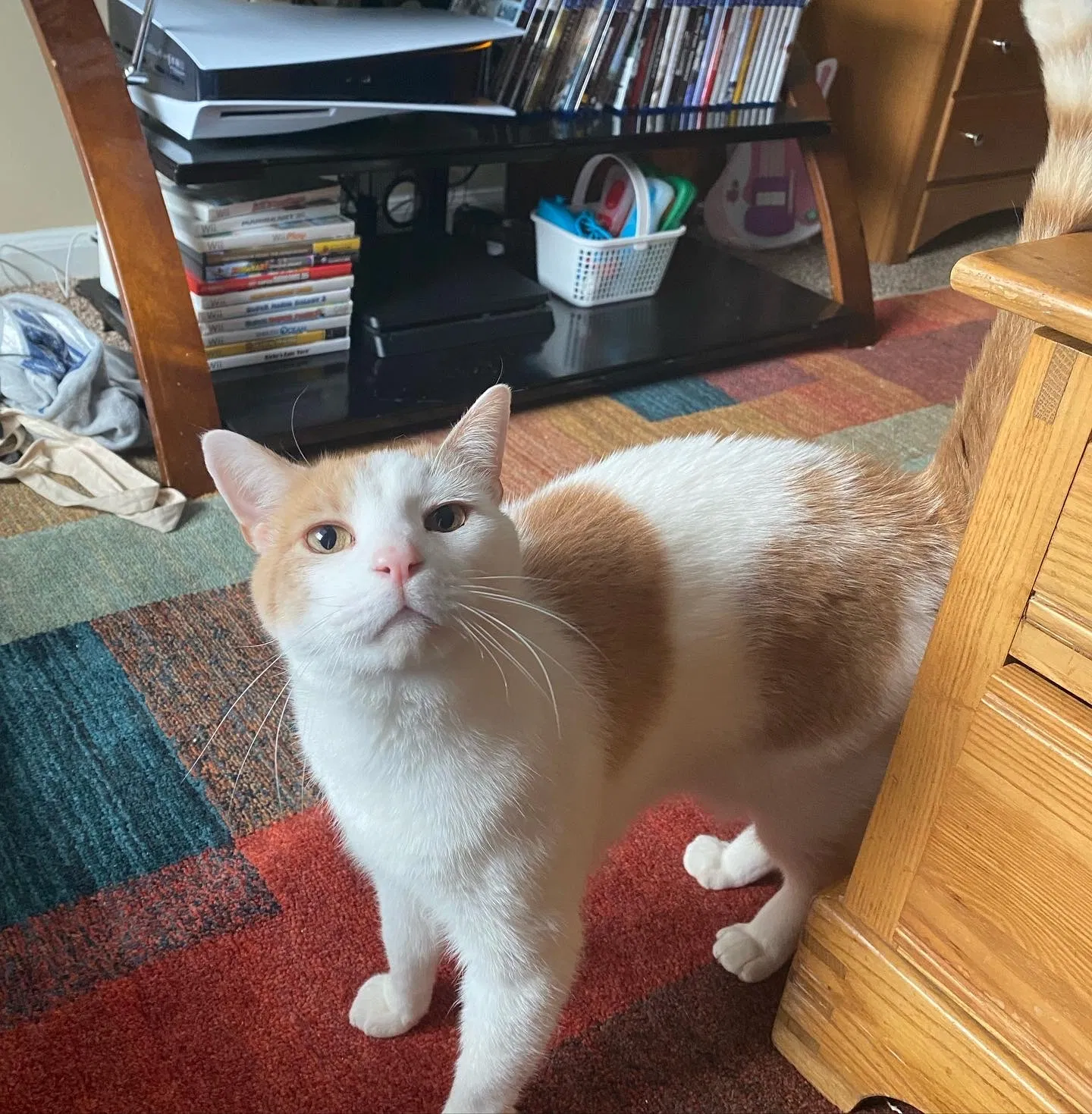 Lost cat in Newport News, VA, 23606