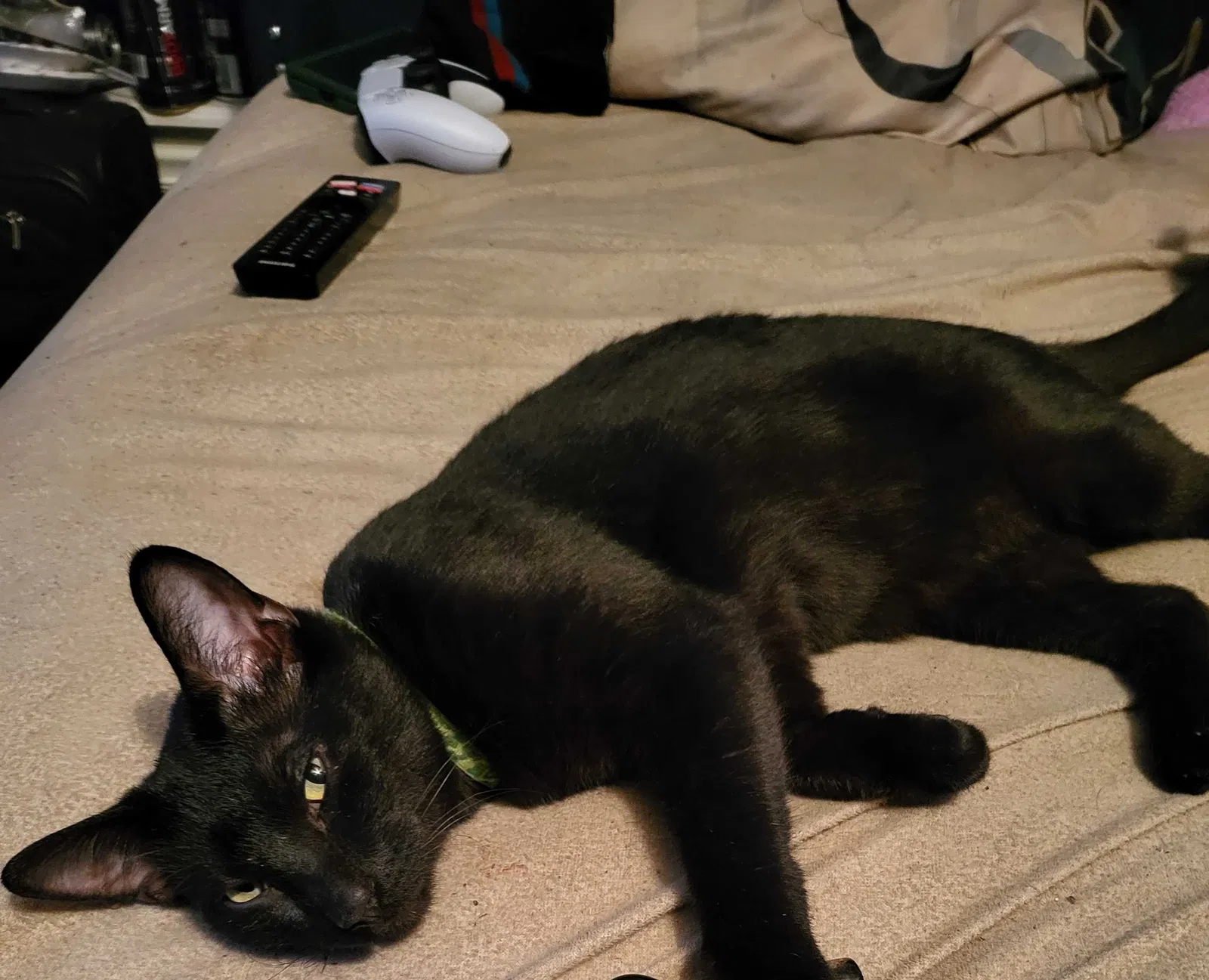 Lost cat in Saint Louis, MO, 63116