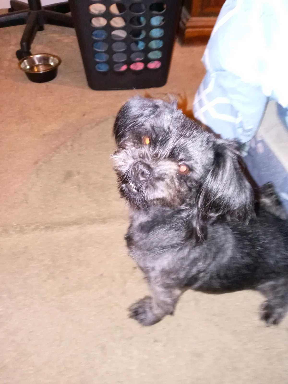 Lost dog in Rex, GA, 30273