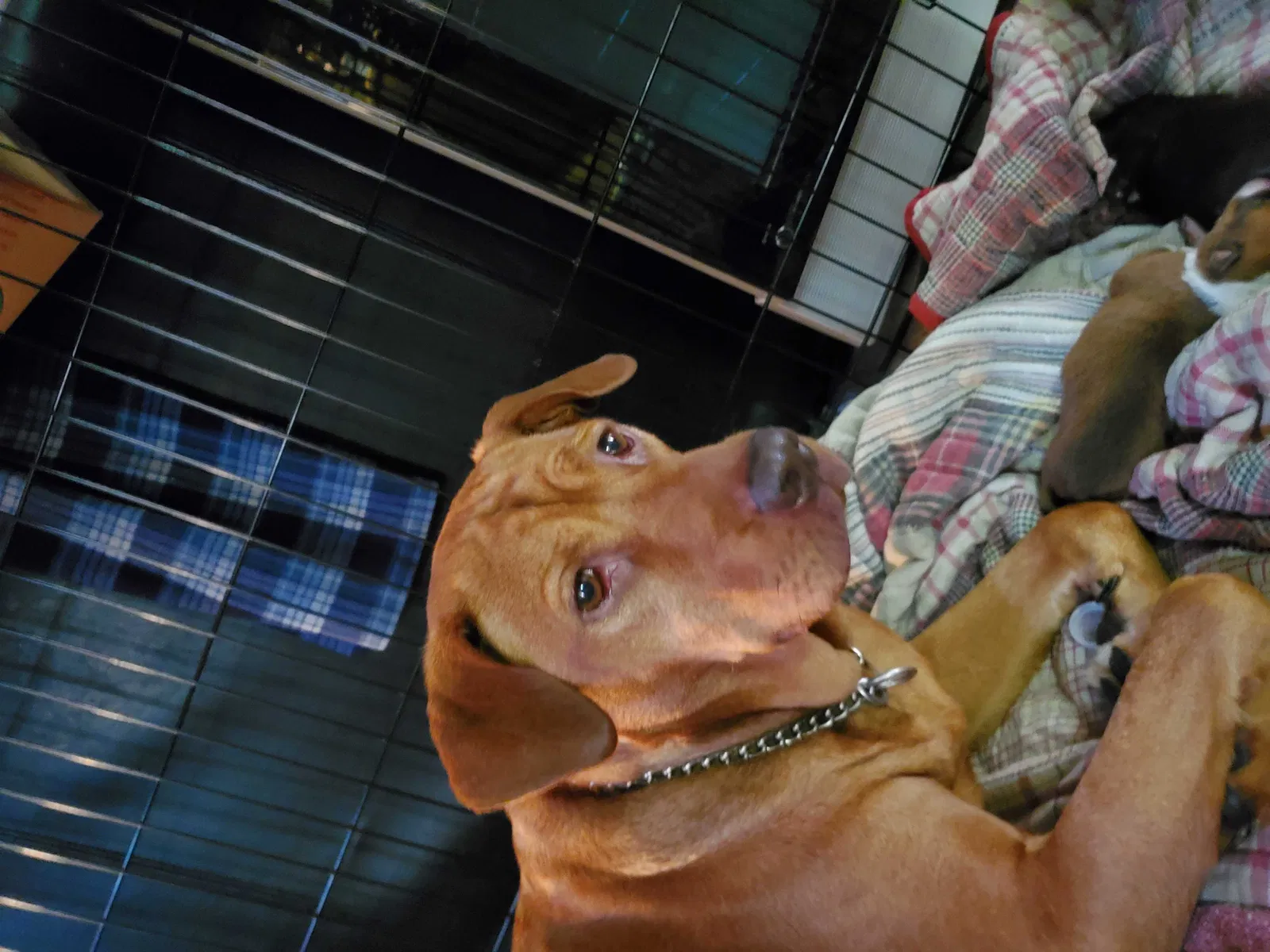 Lost dog in Little Meadows, PA, 18830