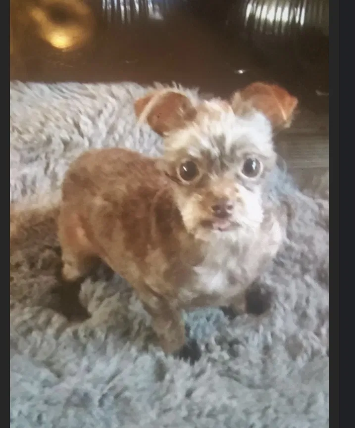 Lost dog in El Cajon, CA, 92021