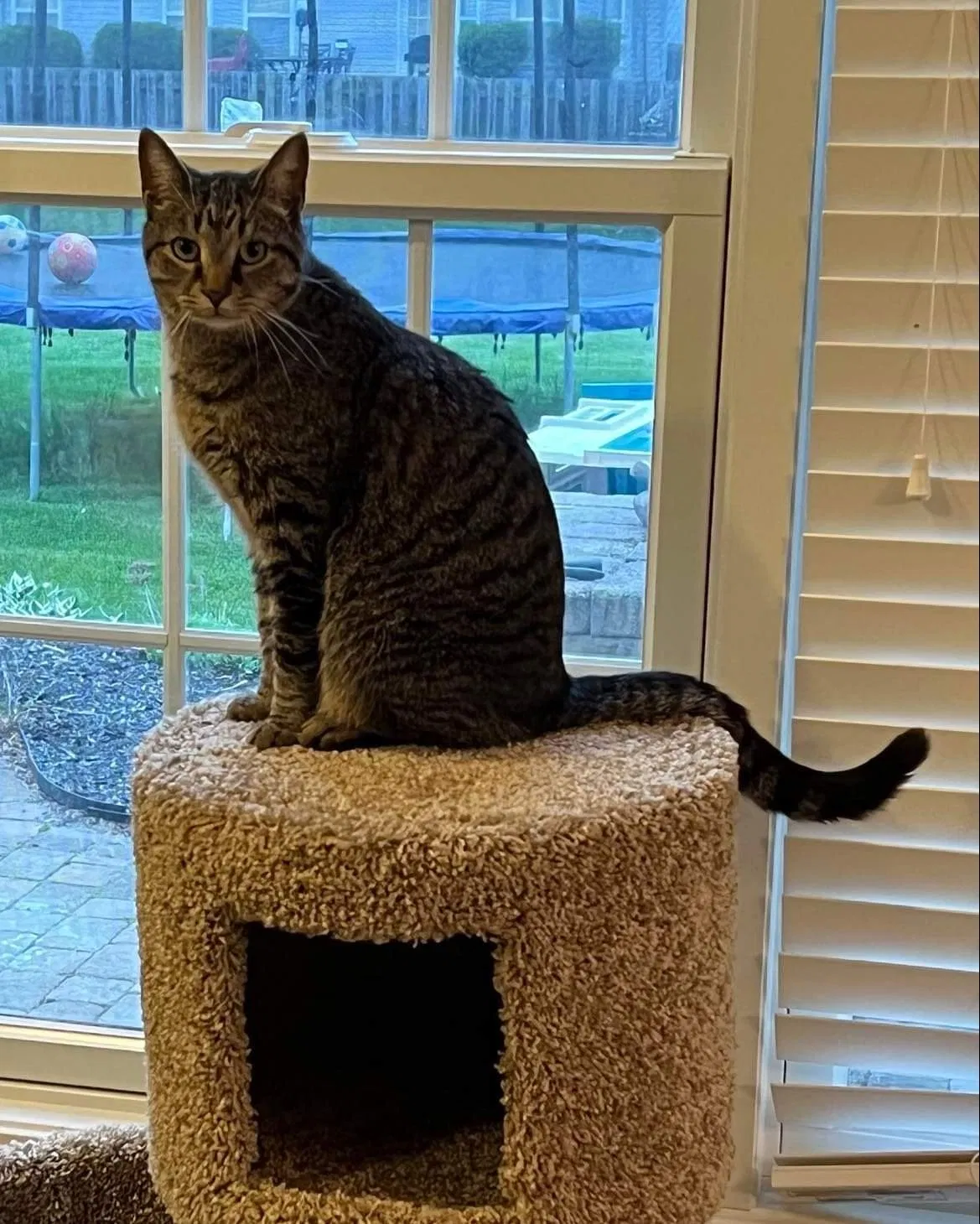 Lost cat in Fishers, IN, 46037