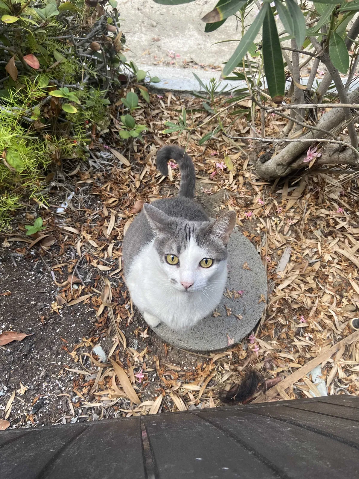 Lost cat in San Diego, CA, 92122