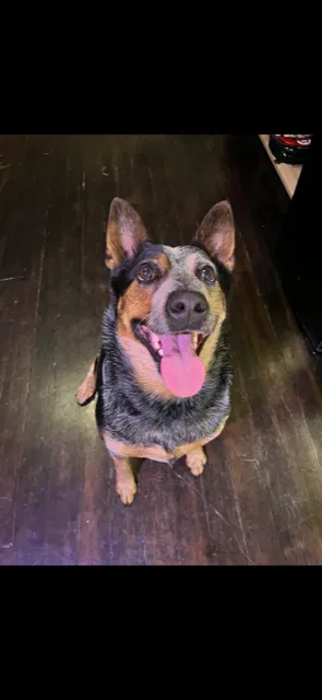 Lost dog in North Salt Lake, UT, 84054