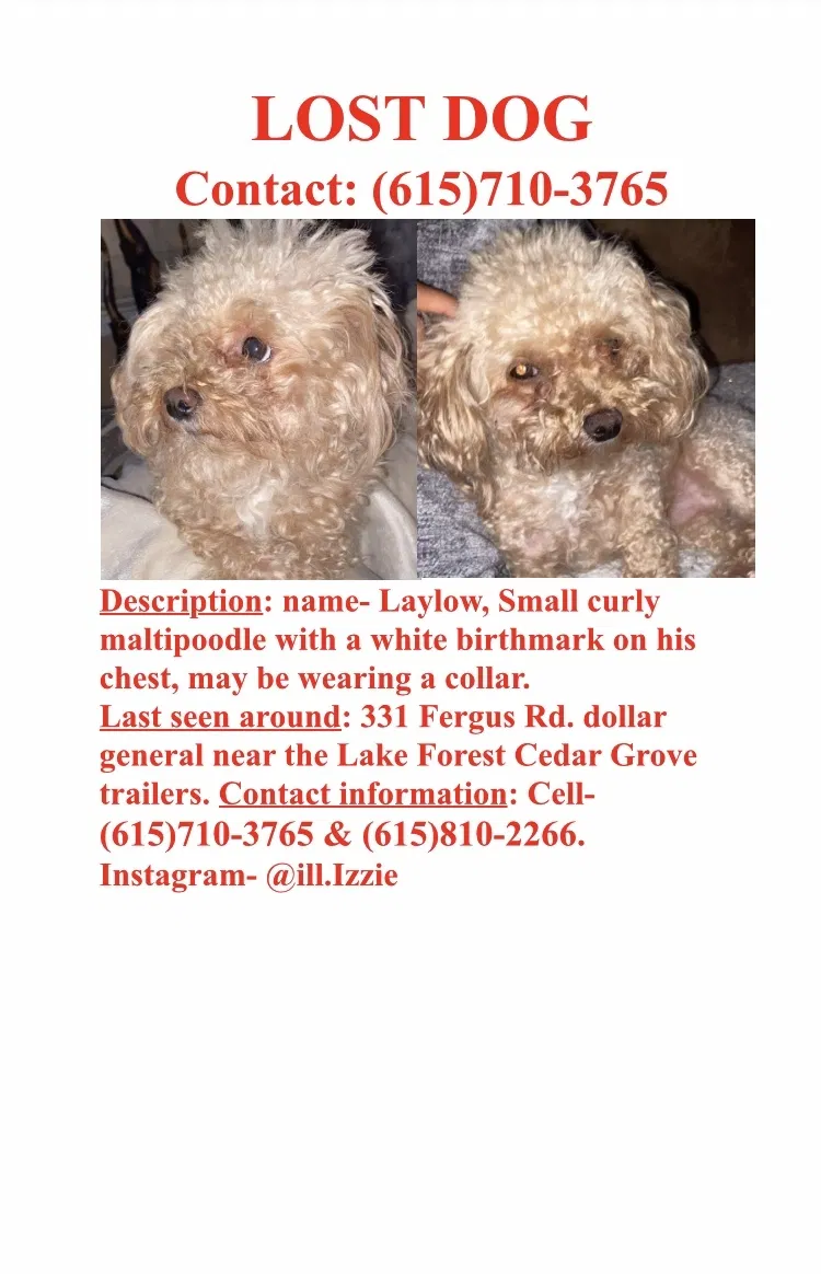 Lost dog in La Vergne, TN, 37086