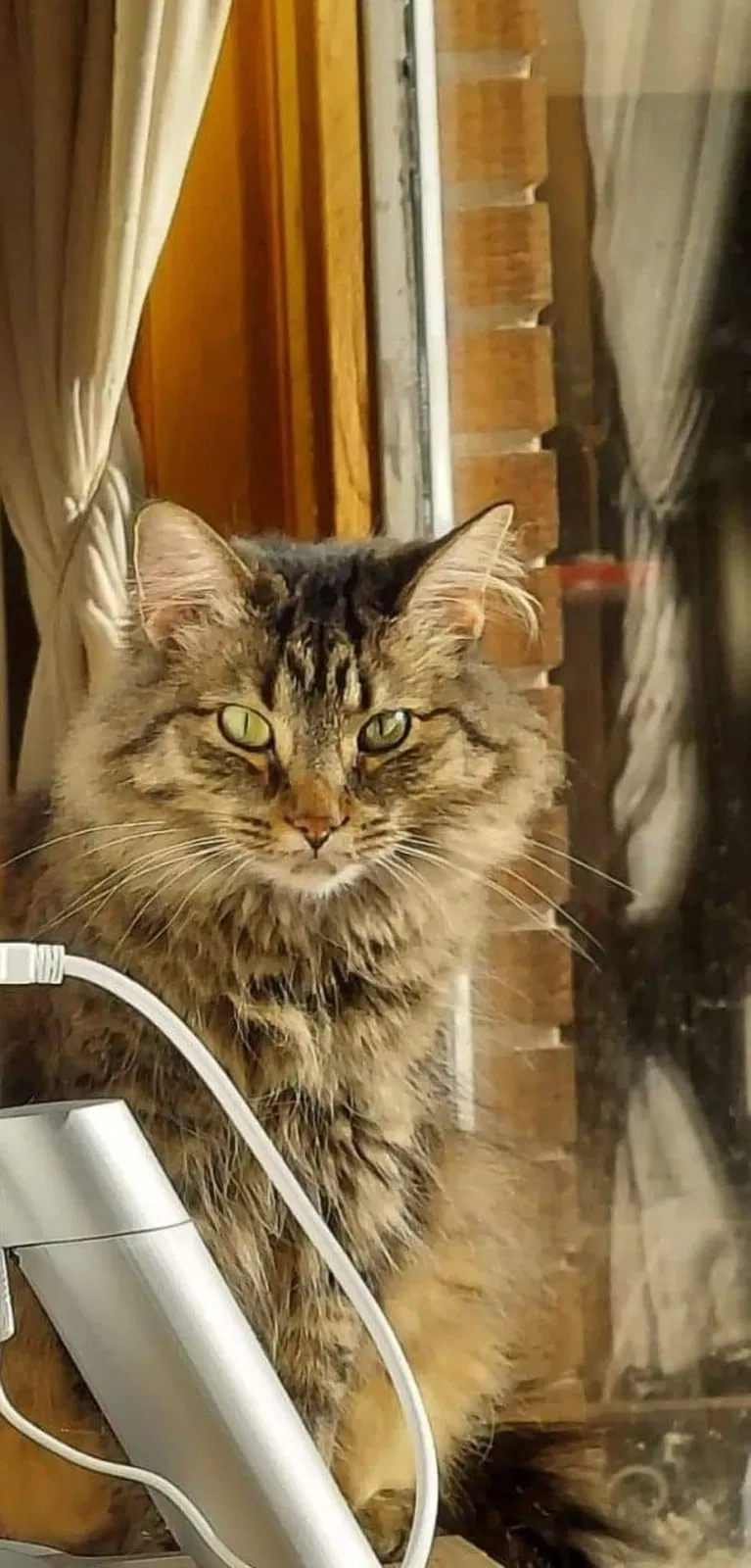 Lost cat in Merrillville, IN, 46410