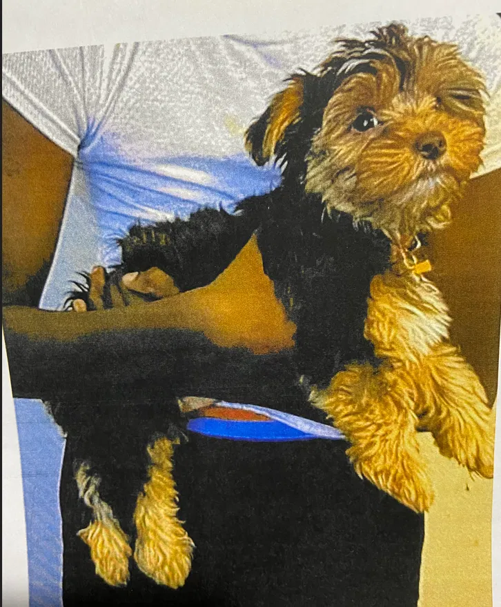 Lost dog in Palm Bay, FL, 32908