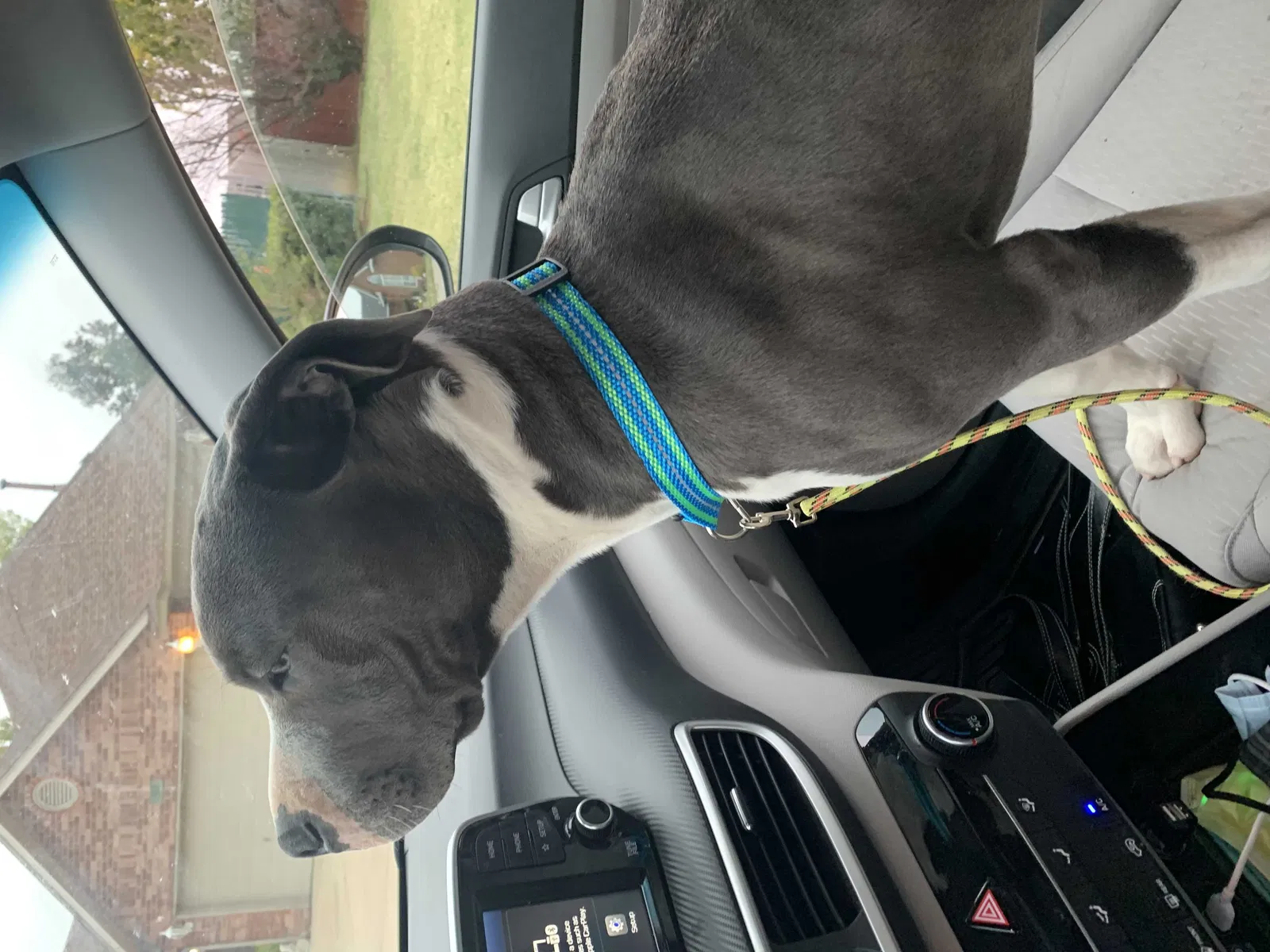Found dog in Mustang, OK, 73064