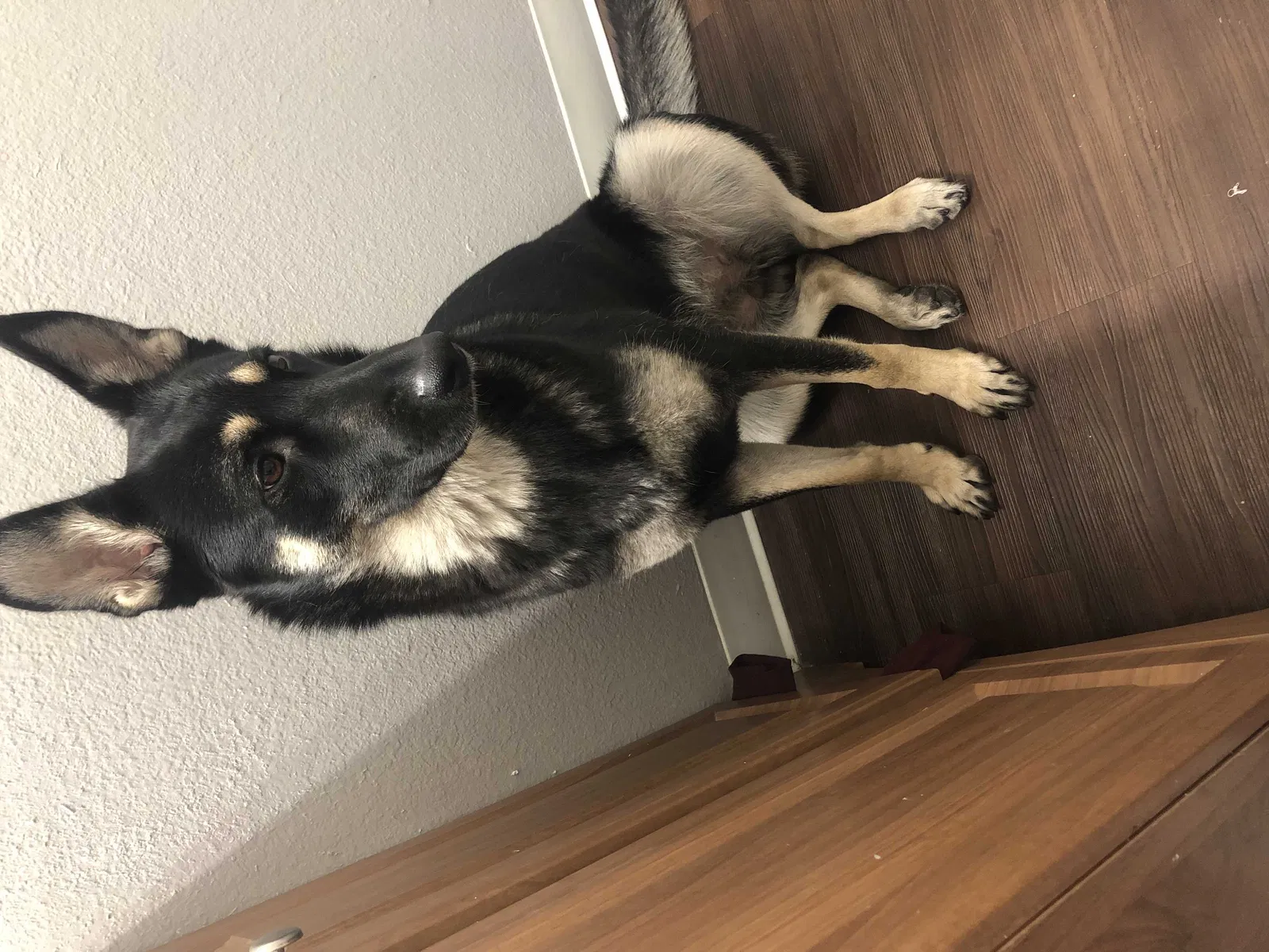 Lost dog in Las Vegas, NV, 89121