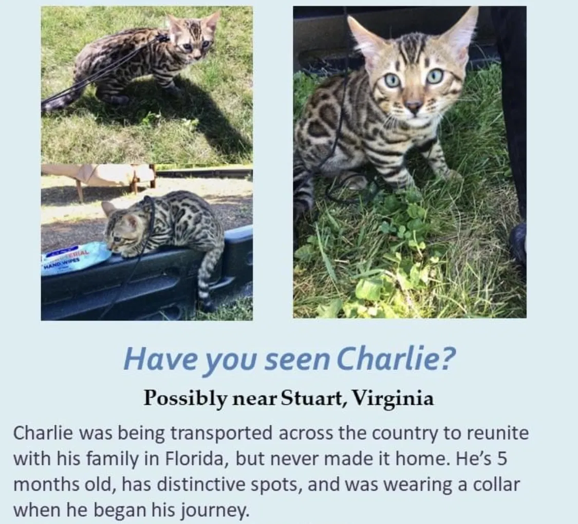 Lost cat in Stuart, VA, 24171