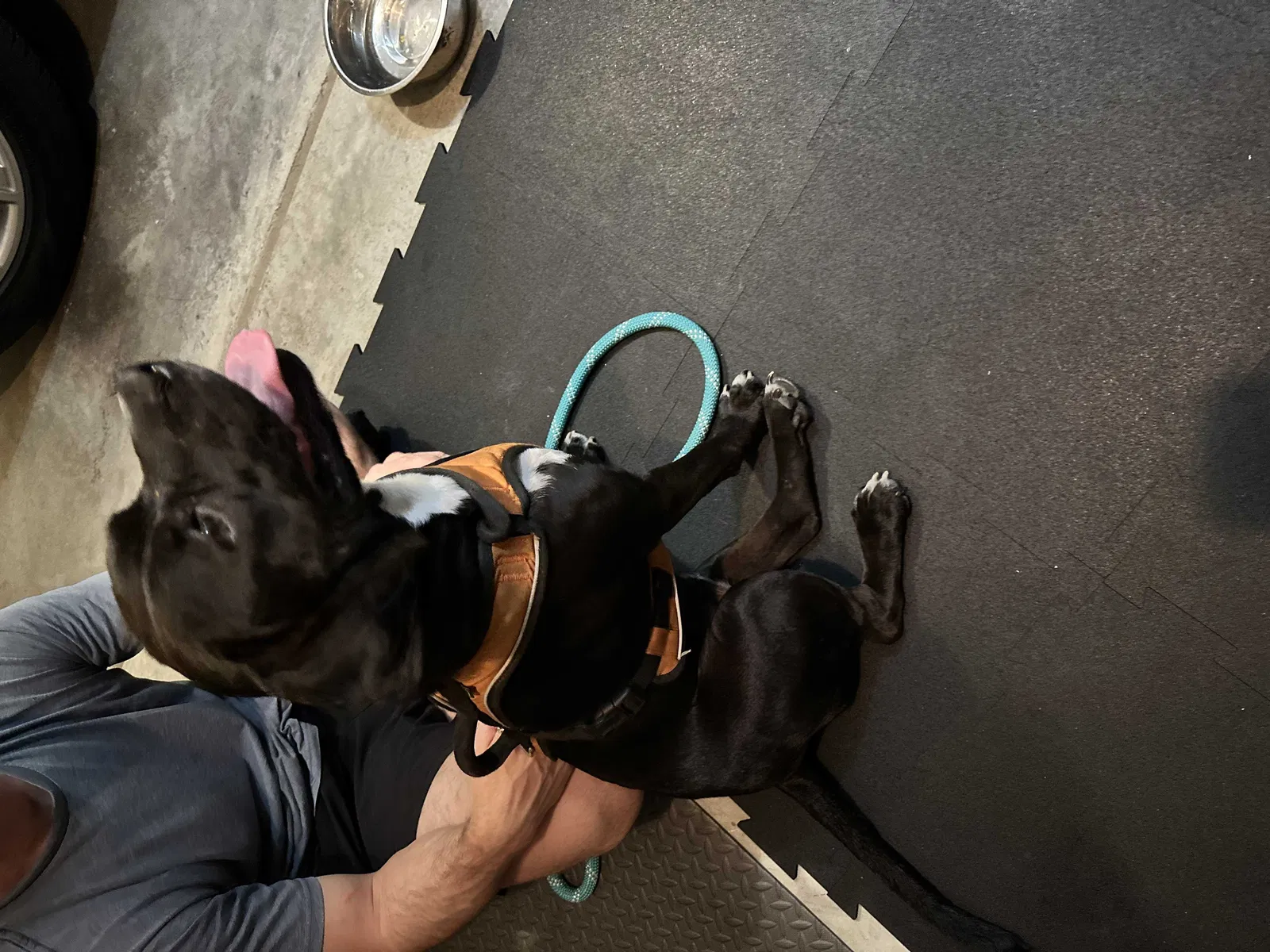 Found dog in Phenix City, AL, 36870
