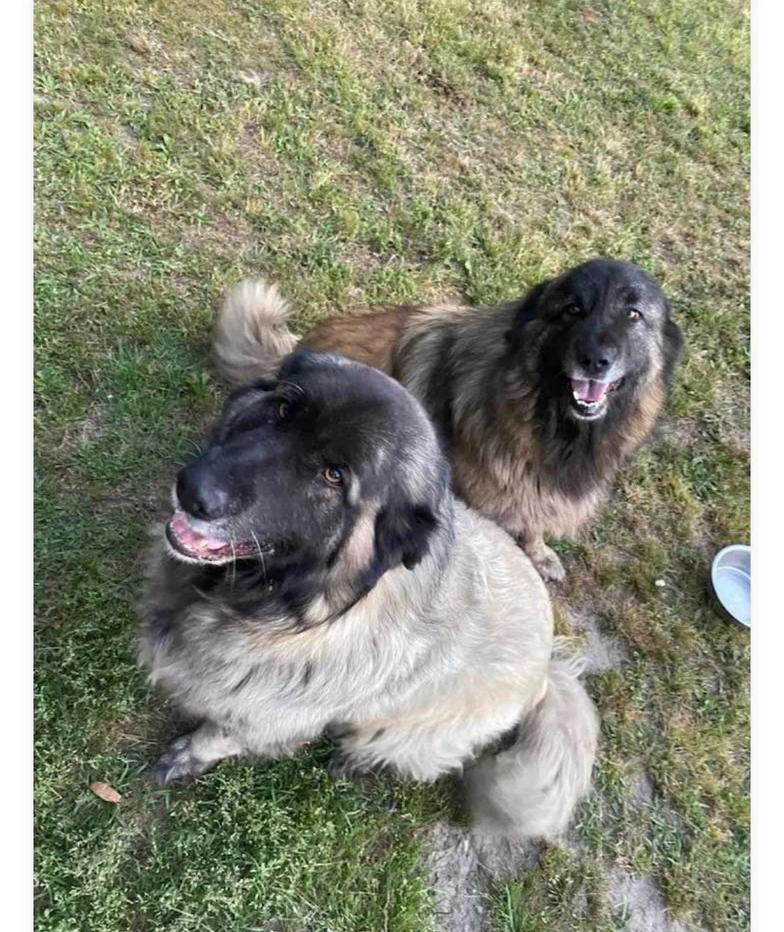 Lost dog in Leland, NC, 28451