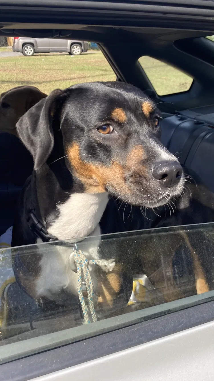 Found dog in Savannah, GA, 31401