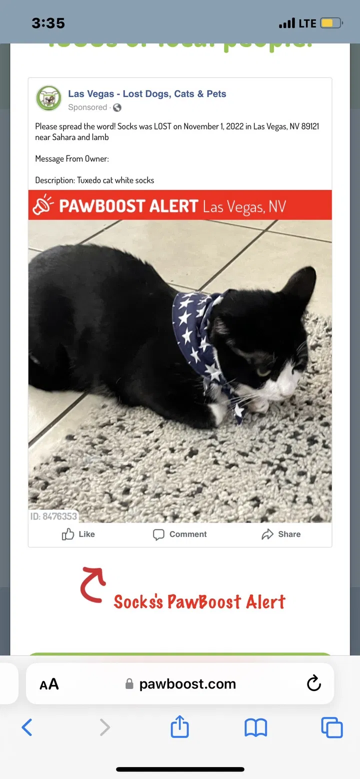 Lost cat in Las Vegas, NV, 89121