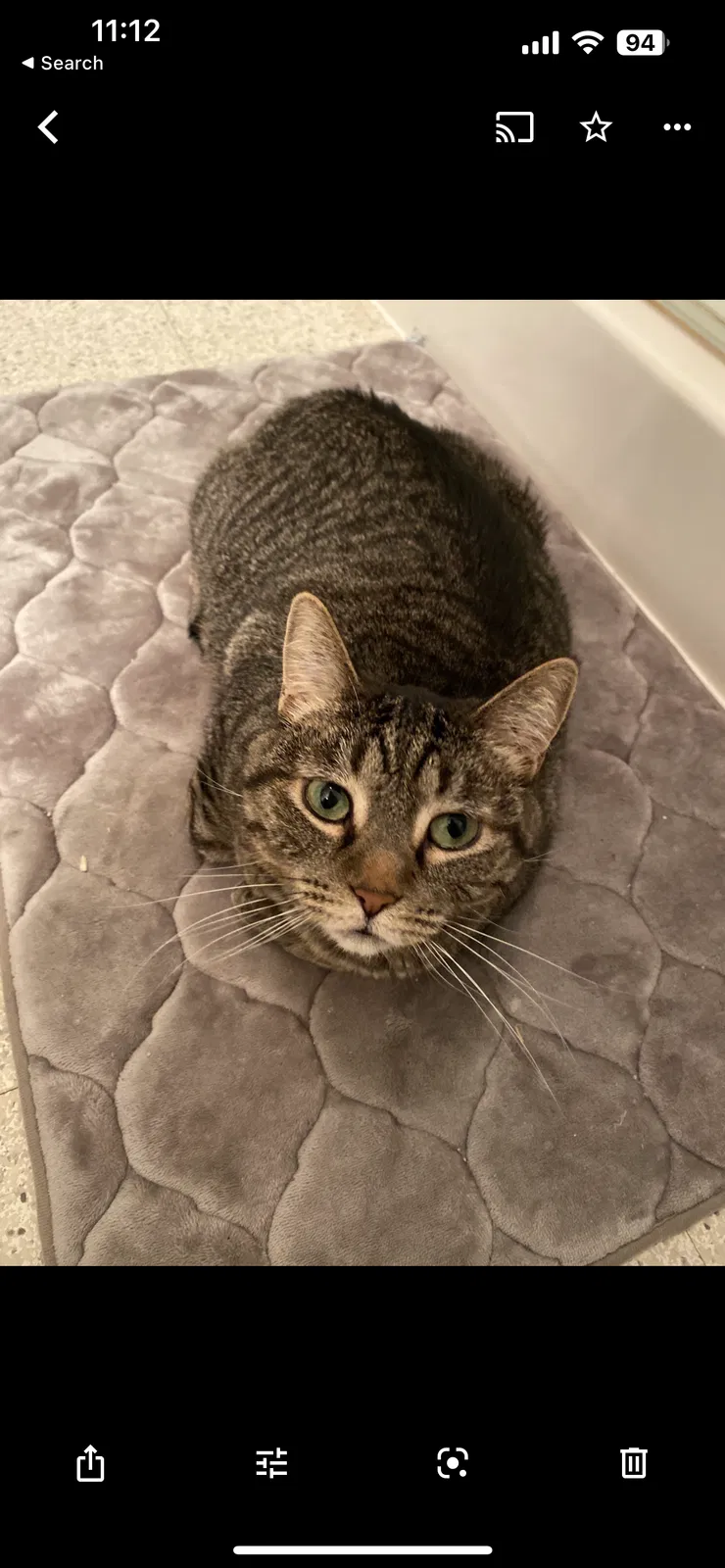 Lost cat in Saint Paul, MN, 55110