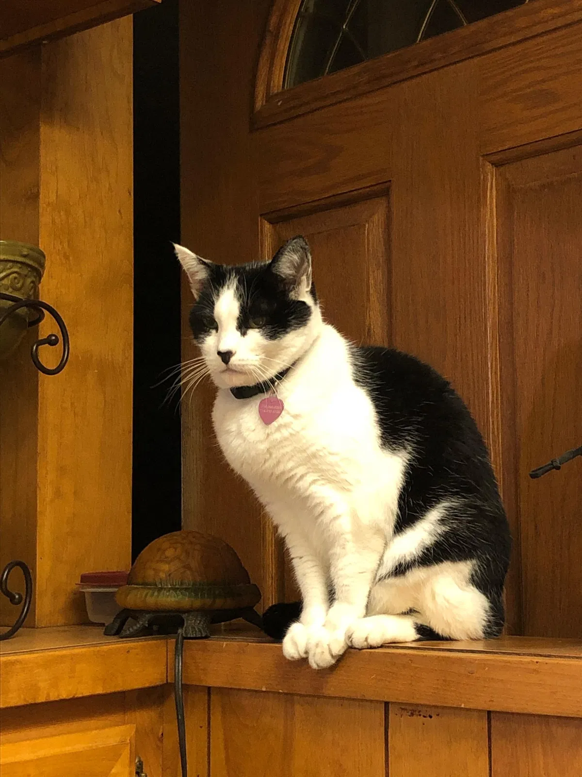 Lost cat in Garden Grove, CA, 92840