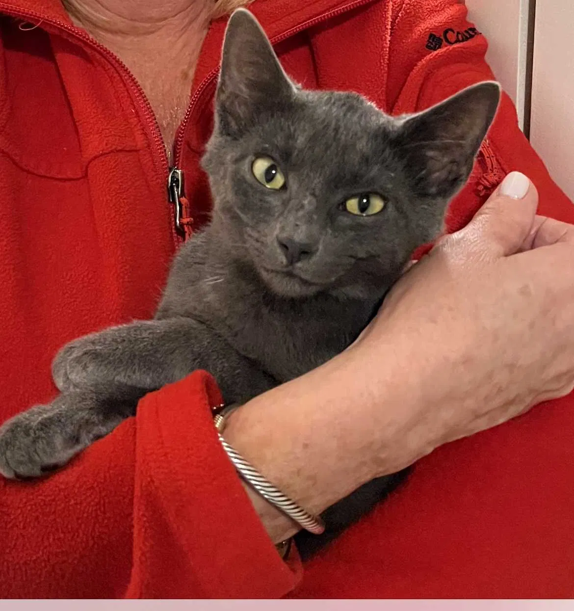 Lost cat in Dallas, TX, 75205