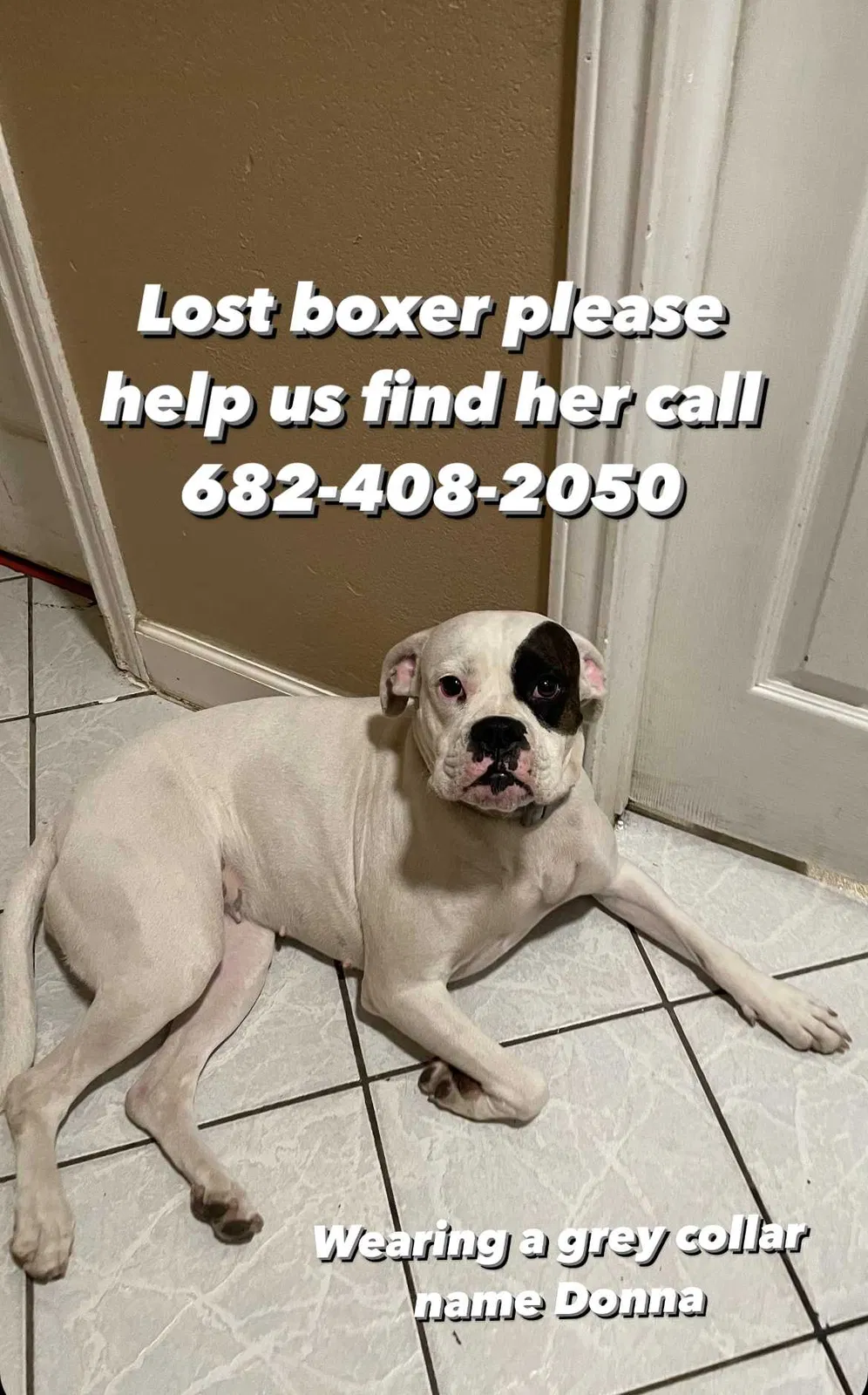 Lost dog in Fort Worth, TX, 76105