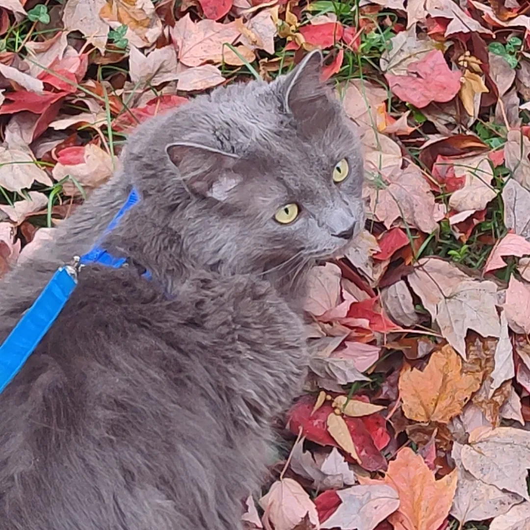 Lost cat in Louisville, KY, 40219