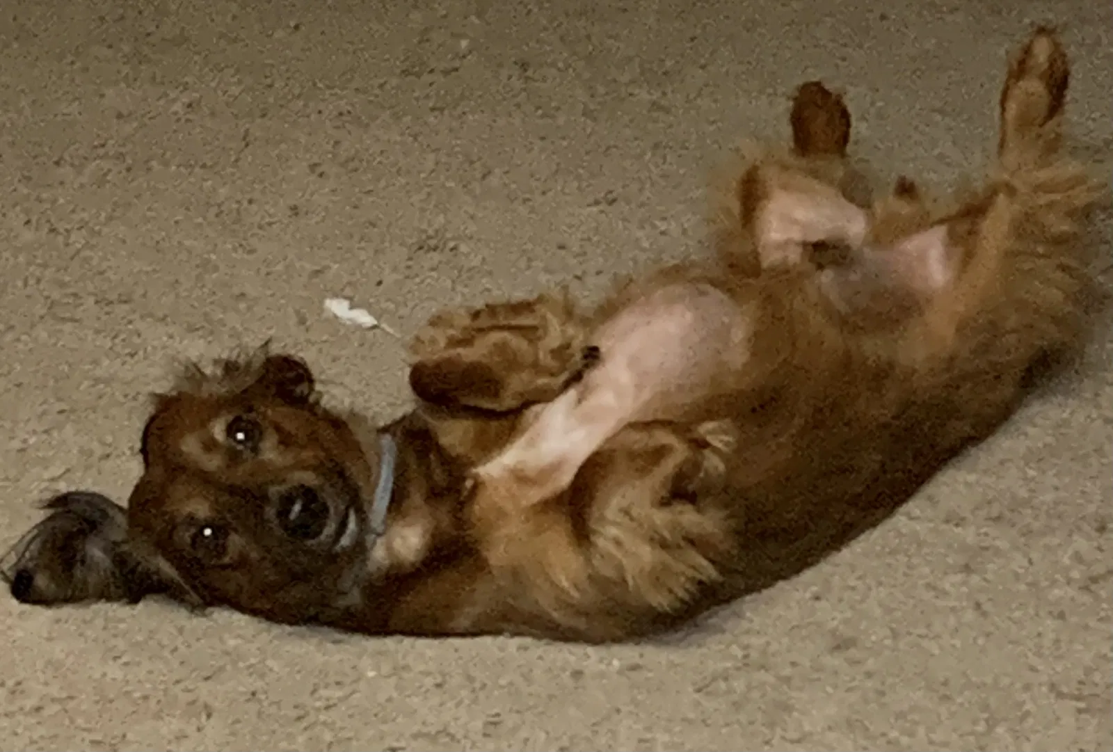 Lost dog in Jonesboro, AR, 72404