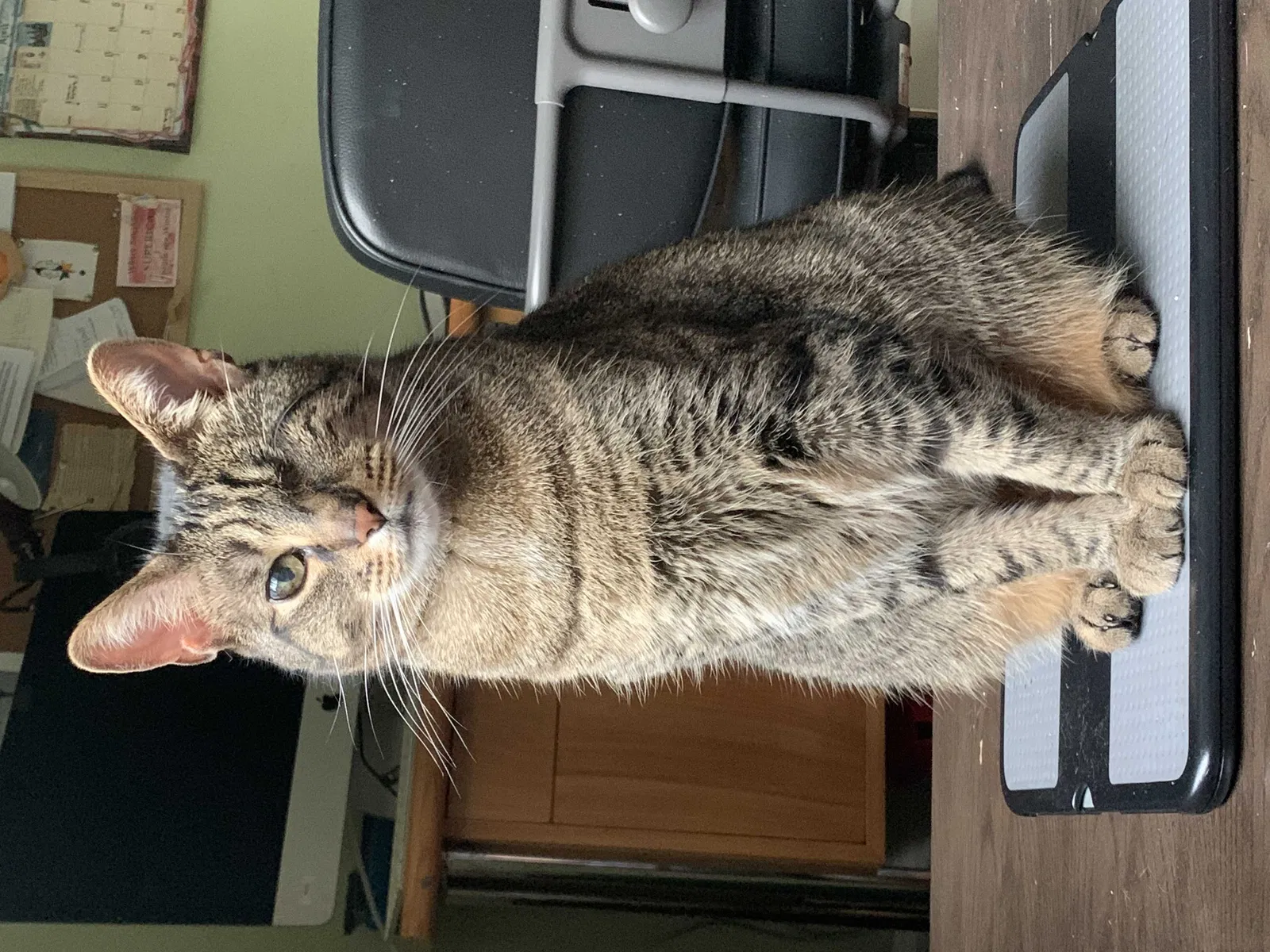 Lost cat in Atlanta, GA, 30344