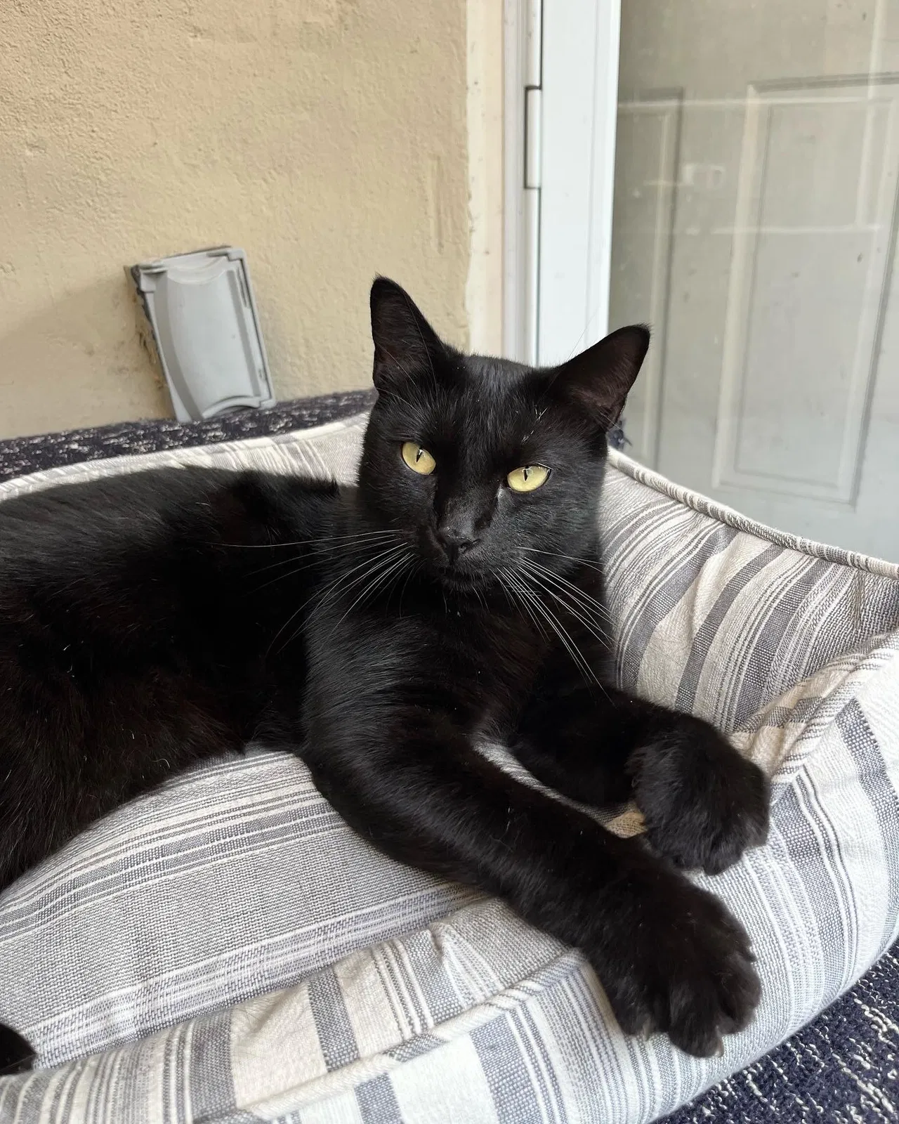 Lost cat in Nashville, TN, 37207