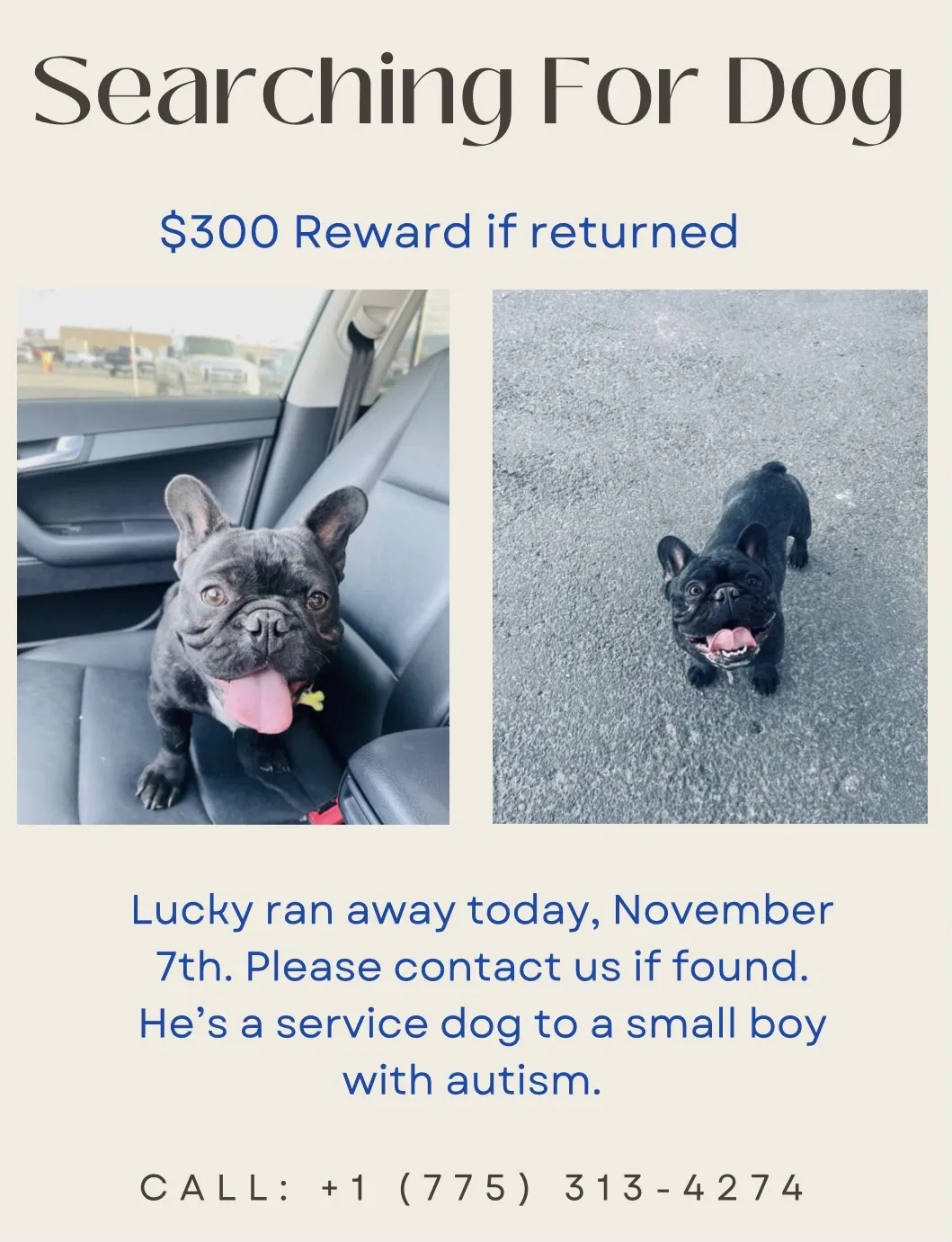 Lost dog in Reno, NV, 89502