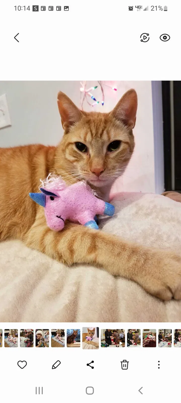 Lost cat in Baldwinsville, NY, 13027