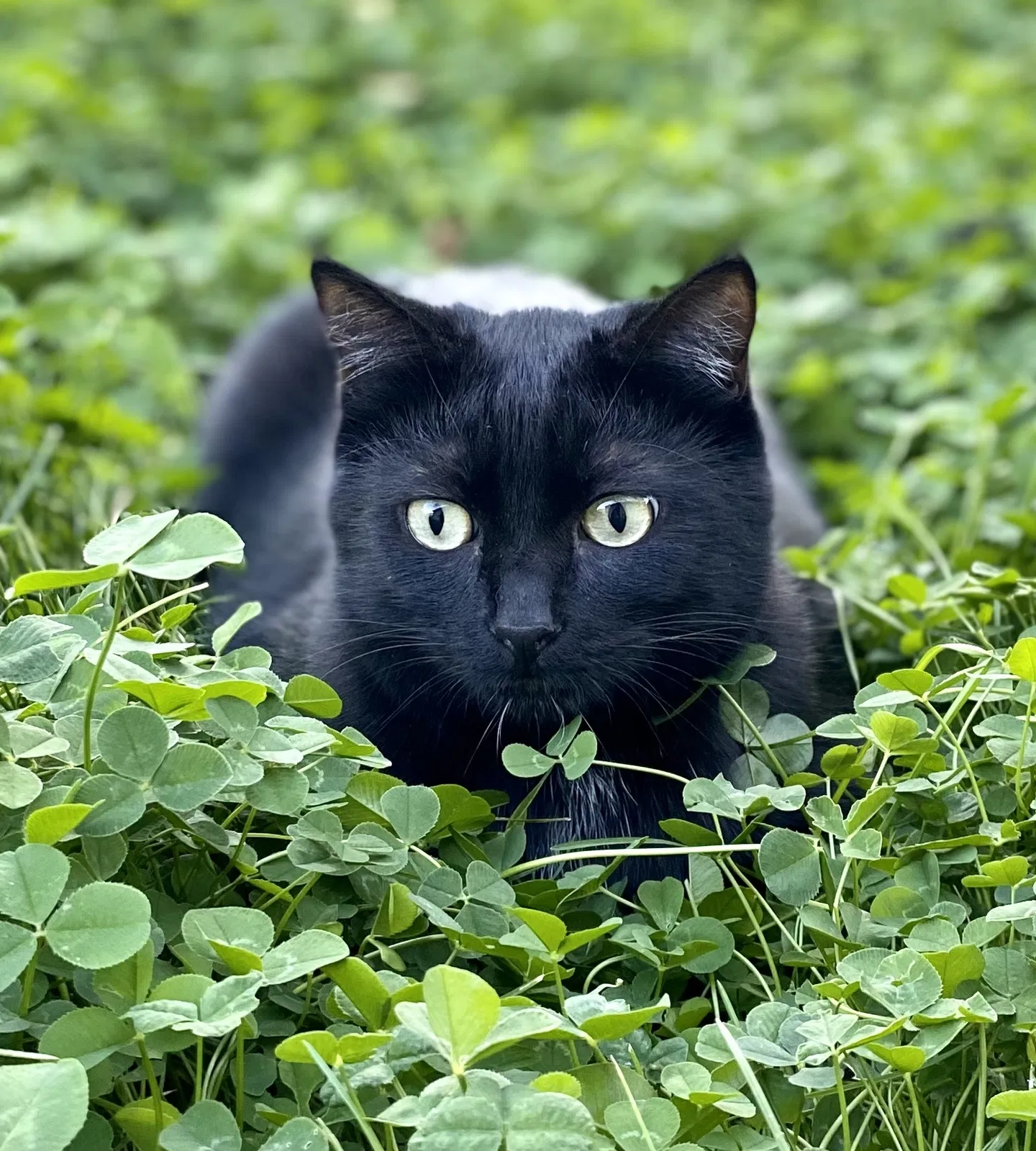 Lost cat in Boise, ID, 83705