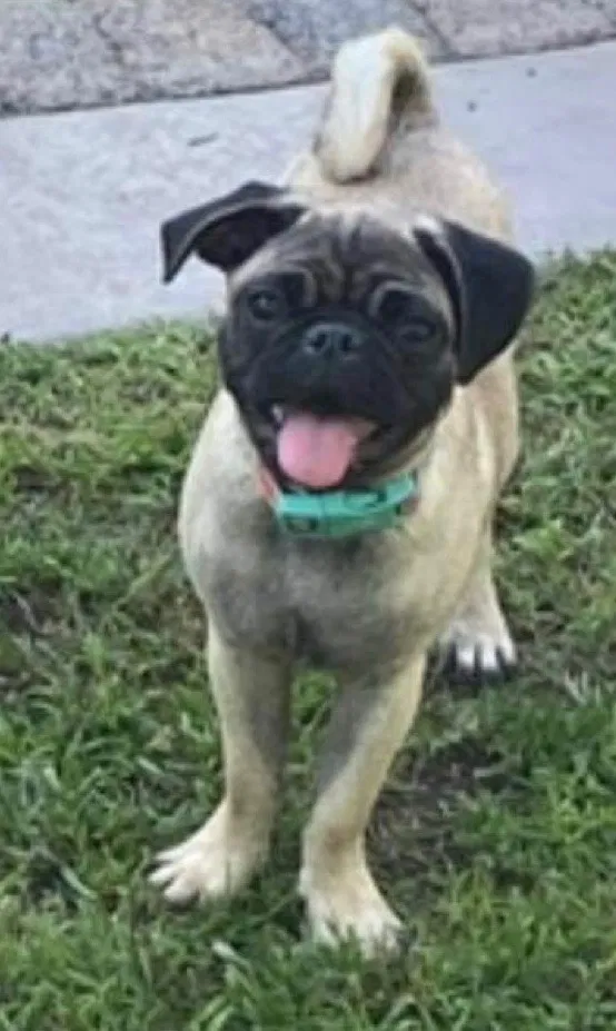 Lost dog in Solana Beach, CA, 92075