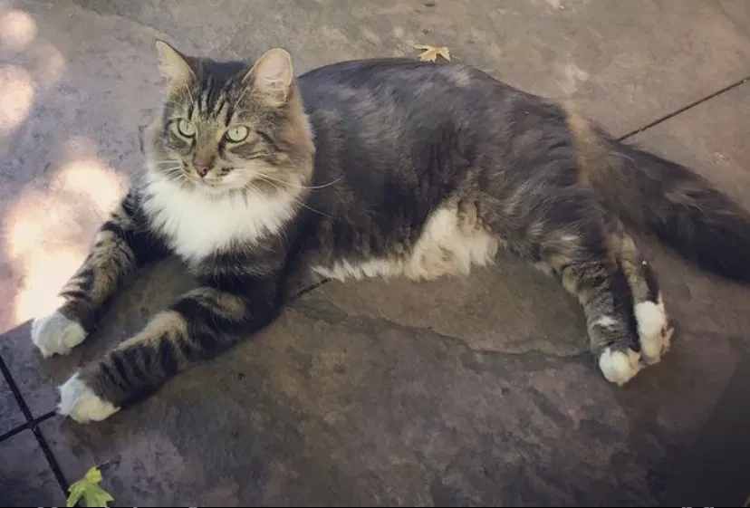 Lost cat in Boise, ID, 83705