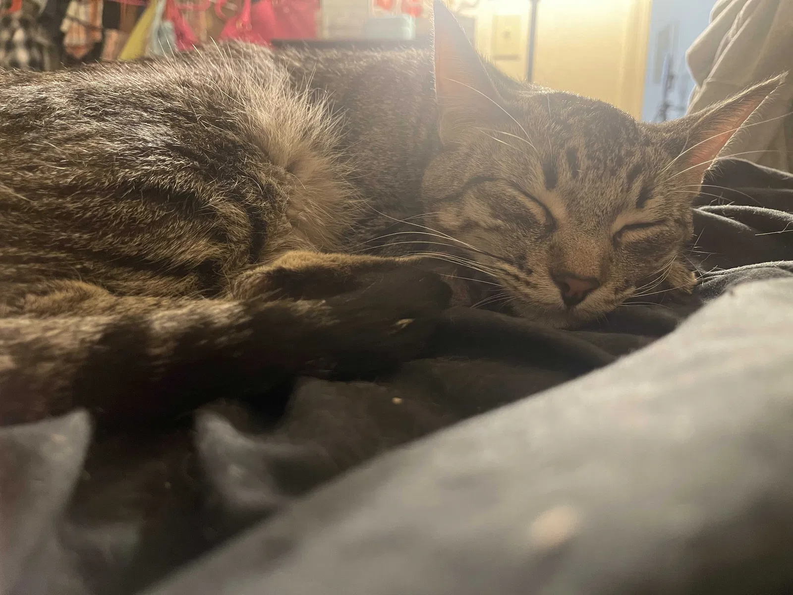 Lost cat in Phoenix, AZ, 85027