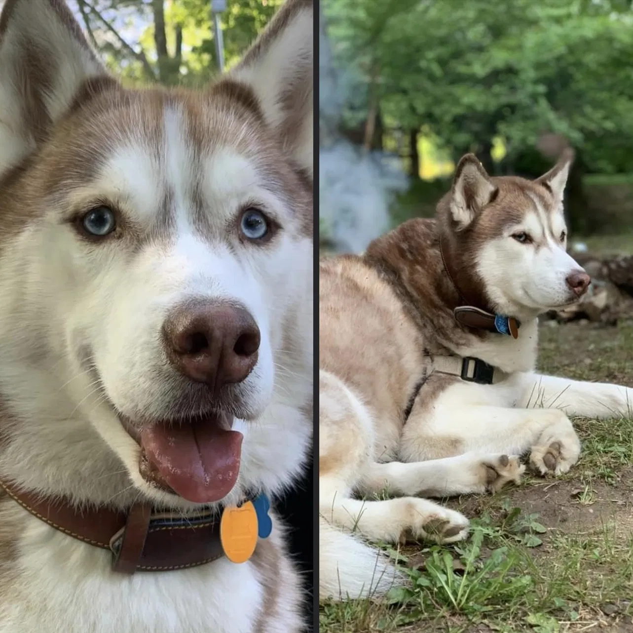 Lost dog in Oviedo, FL, 32765