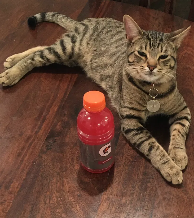 Lost cat in Laguna Niguel, CA, 92677