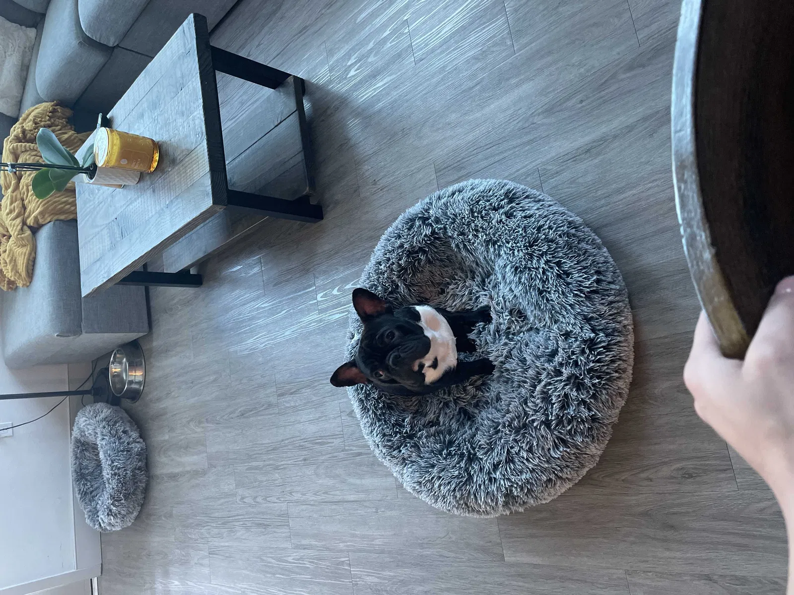 Lost dog in Napa, CA, 94559