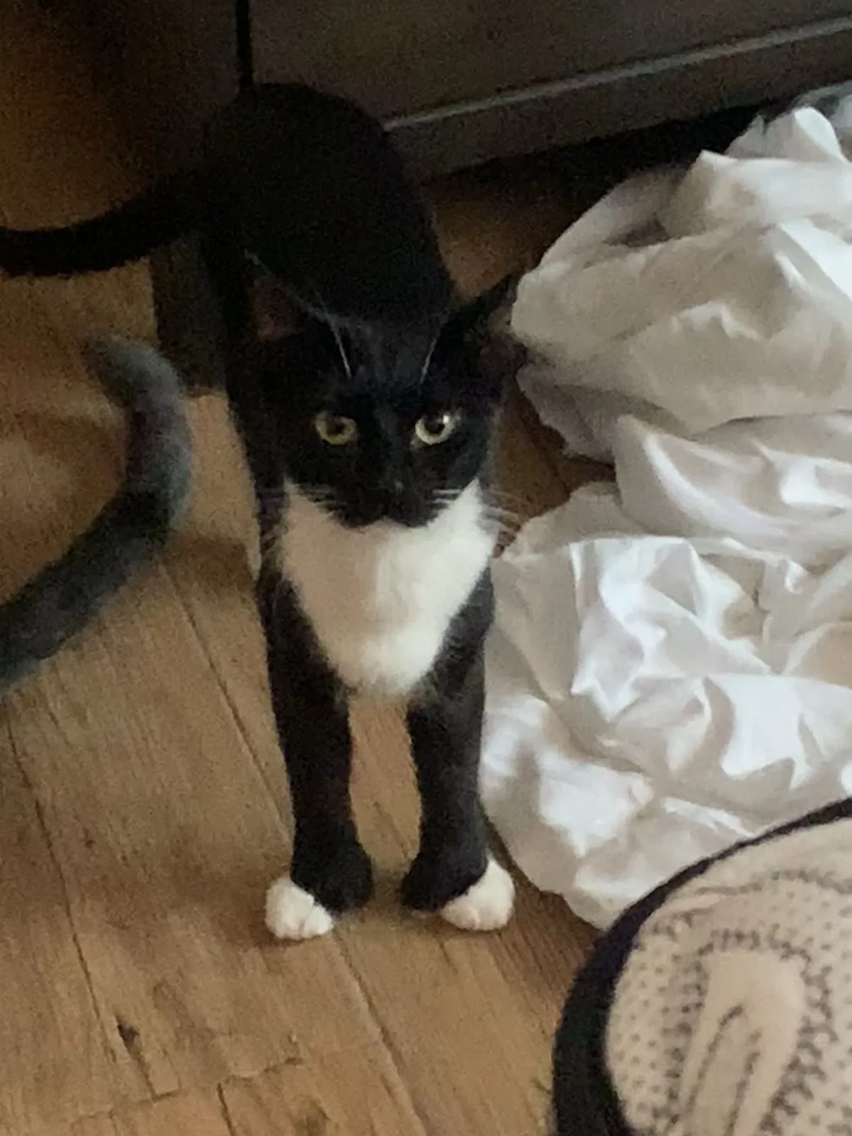 Lost cat in Santa Monica, CA, 90404