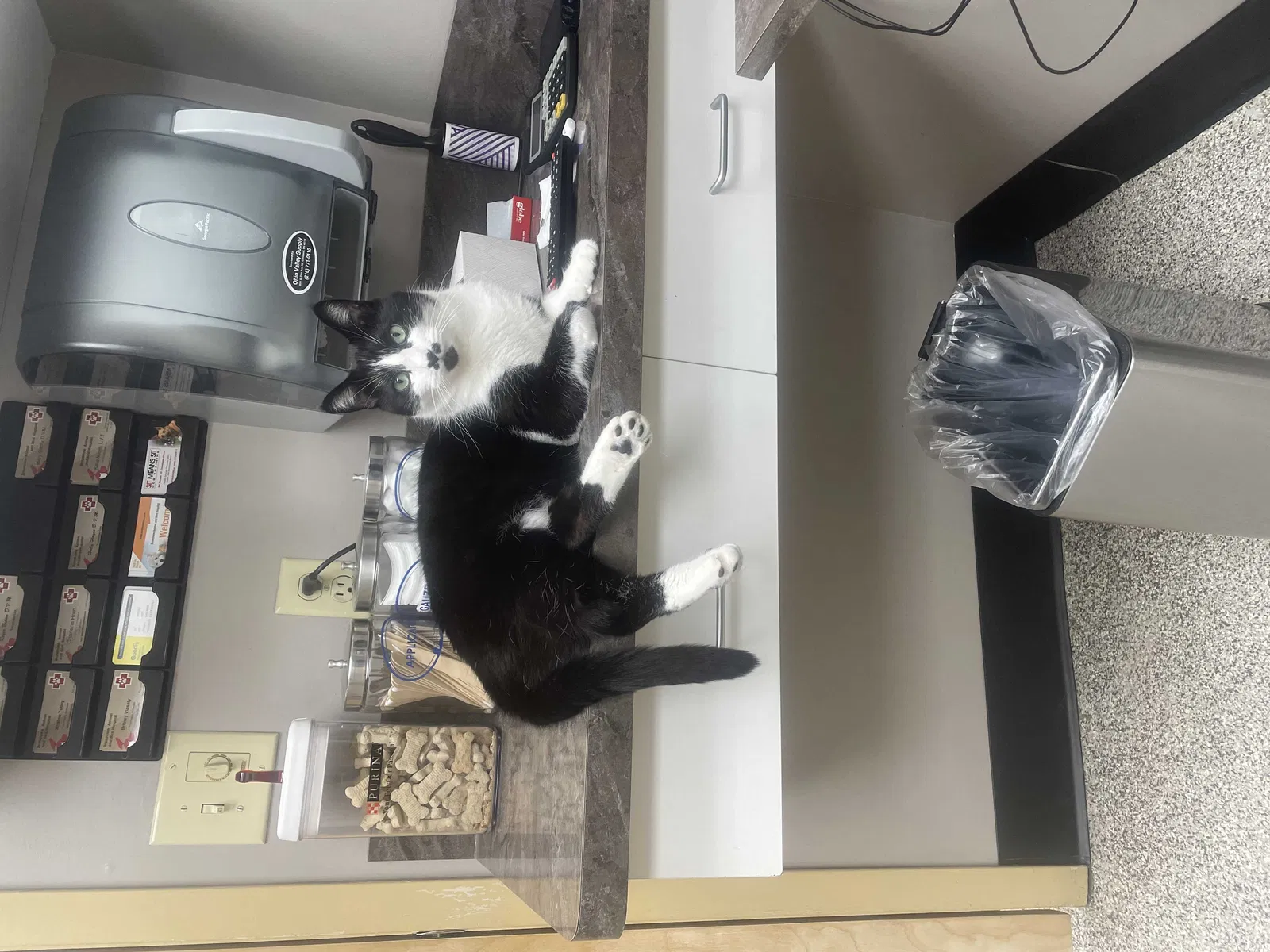 Lost cat in Independence, OH, 44131