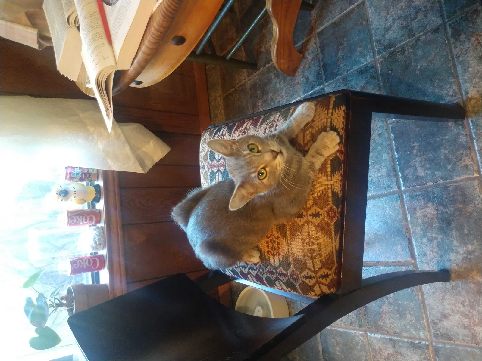 Lost cat in Dallas, TX, 75228