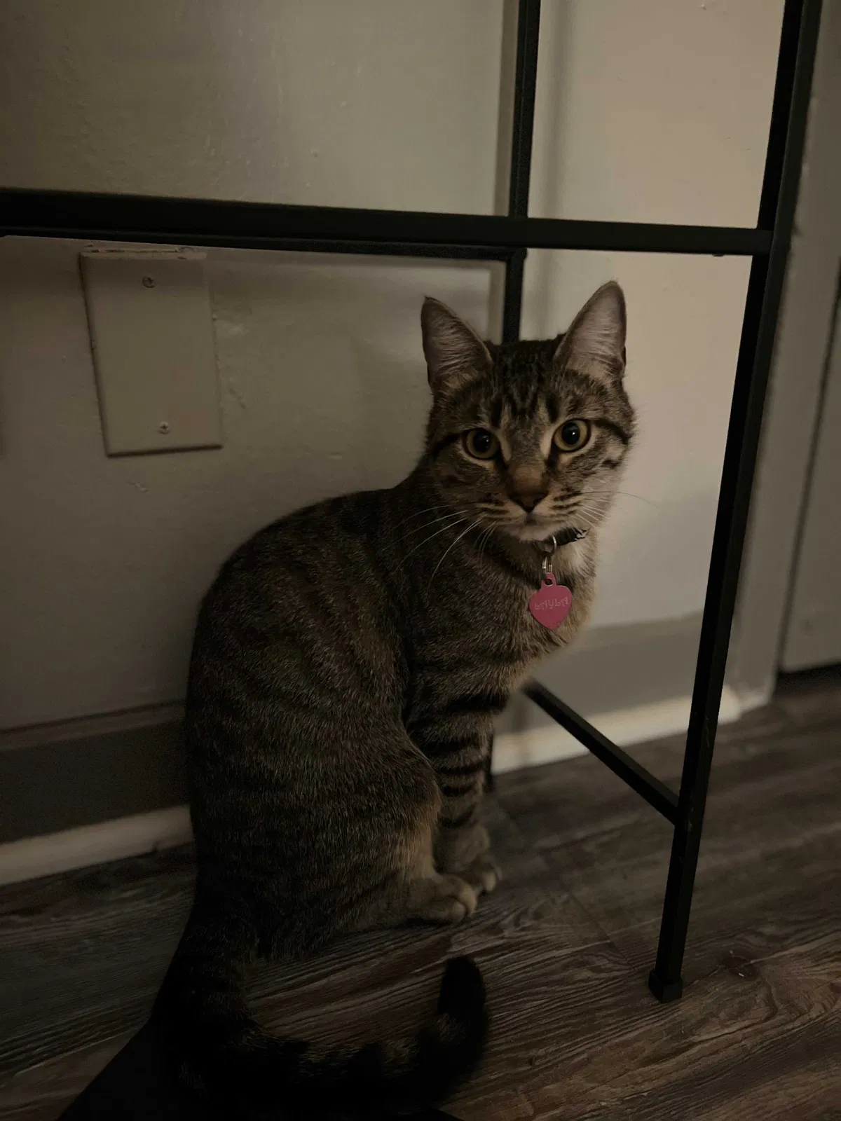 Lost cat in Conroe, TX, 77301
