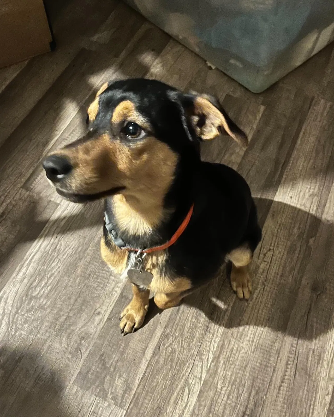 Lost dog in Rockwall, TX, 75087