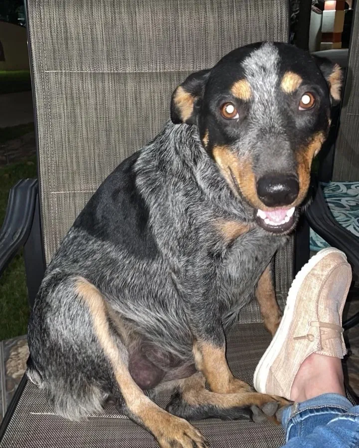 Lost dog in Atascosa, TX, 78002